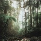 Reptilia Single
