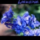 Larkspur