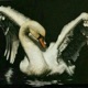 SWAN SONG BURY ME IN HATE Single