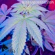 Hispaniconnexion Single
