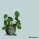 Nurtured Single