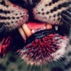 Wildtier Single