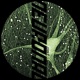 Neuronal Single