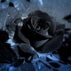 Black Roses Single