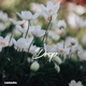 Drop Single
