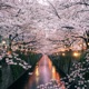 Sakura Single