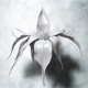 Portal Single