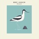 Avocet feat Martin Jenkins