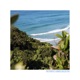 Rainforest Ridge Paradise Mix Single