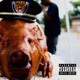 PIG Roast 2020 Single