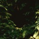 The Forest Single