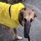 raincoat feat SKEEZIE Single