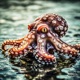 Octopus Single
