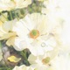 Anemone Single