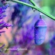 METAMORPHOSIS Single