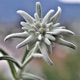 Edelweiss Single