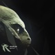 Reptile Single
