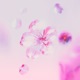 SAKURA feat Taka Perry Single