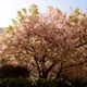 You re Pretty Like the Cherry Blossoms feat Sopperior Single