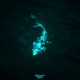 Koi Single