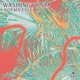 Washingtonia Noema Edit Single