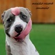 Animalo Single