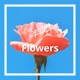 Flowers Single