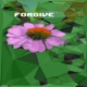 Forgive Single
