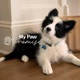 My Paw Promise NexGard Brand Commercial Edit NexGard Brand Commercial Edit Single