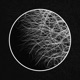 Mycelium Single