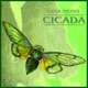 Cicada