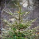 Christmas Tree Single