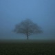 insomnia Single