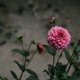 Tender Love Single