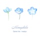 Nemophila Single