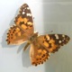 PAINTED LADY feat milkbain Single