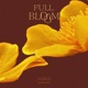Full Bloom