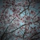 Sunny Lo Fi Single