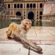Ninja in Jaisalmer Single
