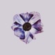 Morning Dew Single