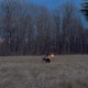 i ll leave a light on Single