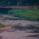 Hippo Single