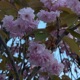 Spring Wind Single