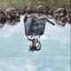 Vagabond Single