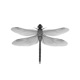 Dragonflies feat TheZoh Single