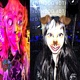 DTHDOG feat ezmehfw Single