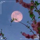 Alone Single