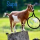 Goat Status Single