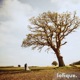 Owl Oak Single