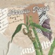 Arrow Root Single